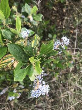 Image de Ceanothus arboreus Greene