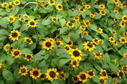 Image of Mexican creeping zinnia