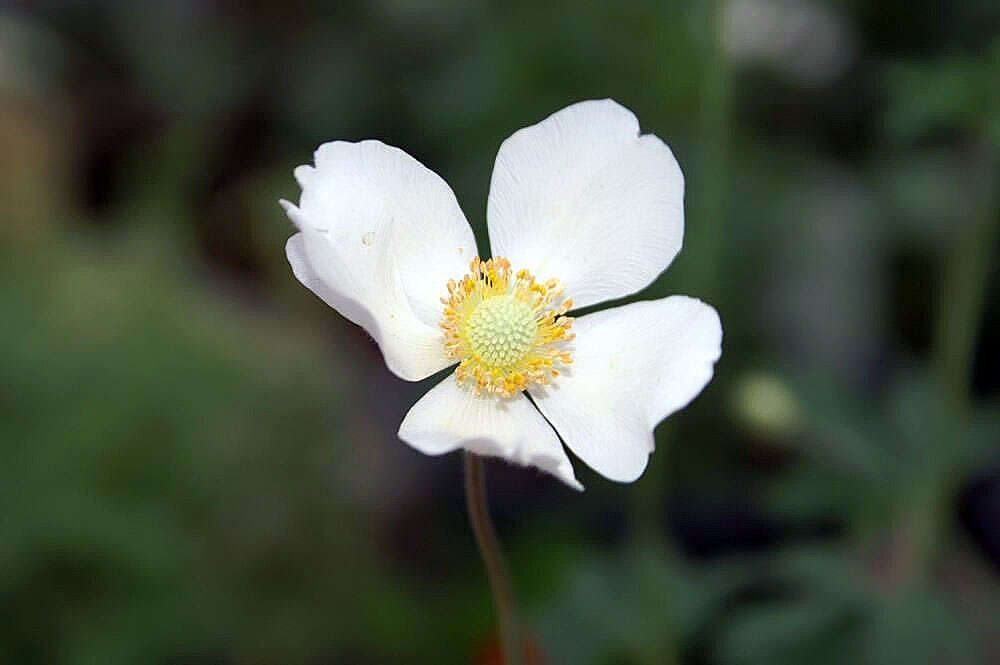 Image of Snowdrop Anemone