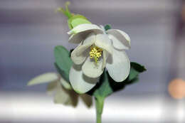 Image of fan columbine