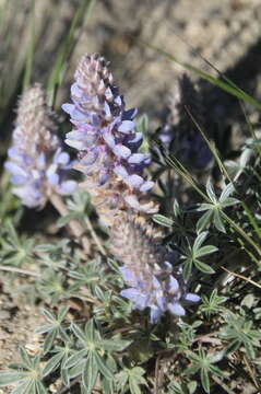 Image de Lupinus aridus Lindl.