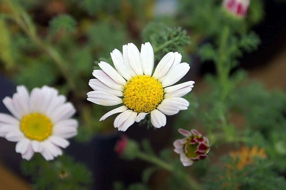 Image of Atlas Daisy