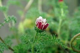 Image of Atlas Daisy