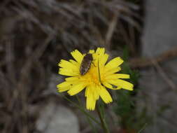 Sivun Acmaeodera pilosellae (Bonelli 1812) kuva