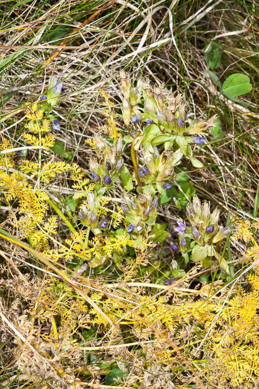 Image of Gentianella ramosa (Hegetschw.) J. Holub