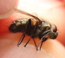 Image of Narrow-cheeked cluster fly