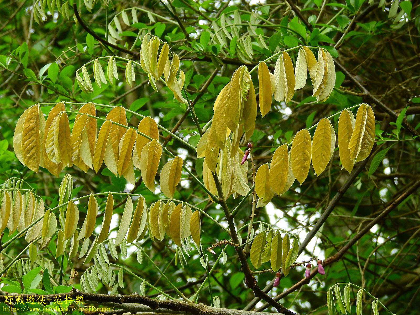 Imagem de Millettia pachycarpa Benth.