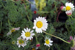 Image of Atlas Daisy