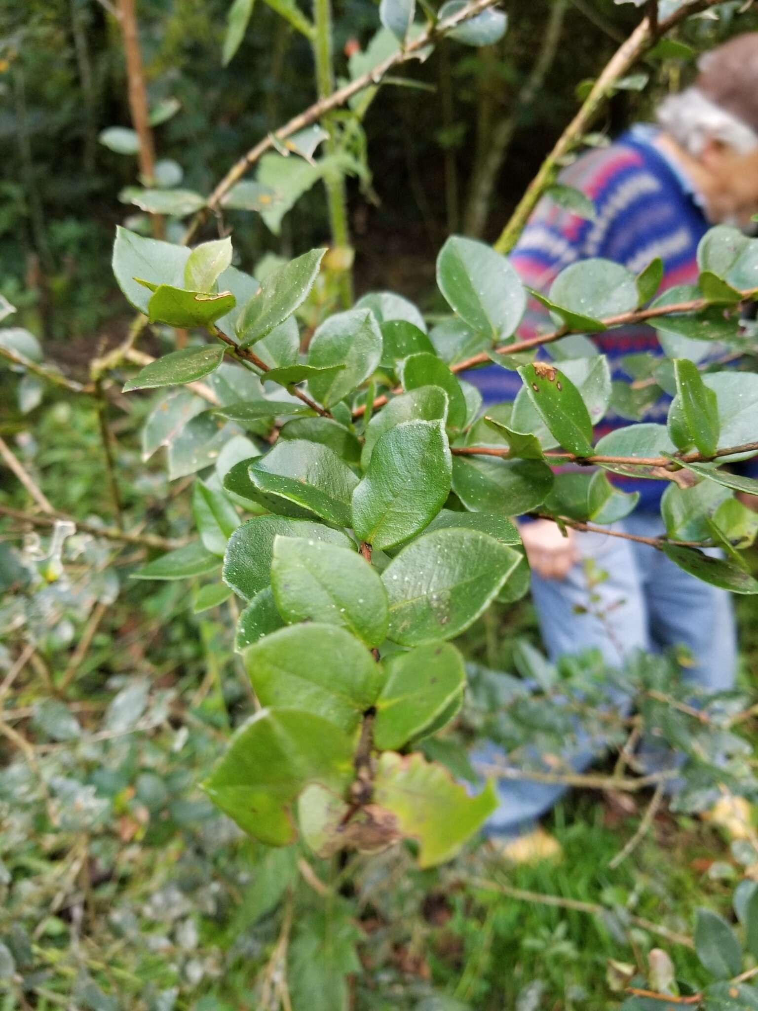 Myrcianthes leucoxyla (Ortega) Mc Vaugh resmi