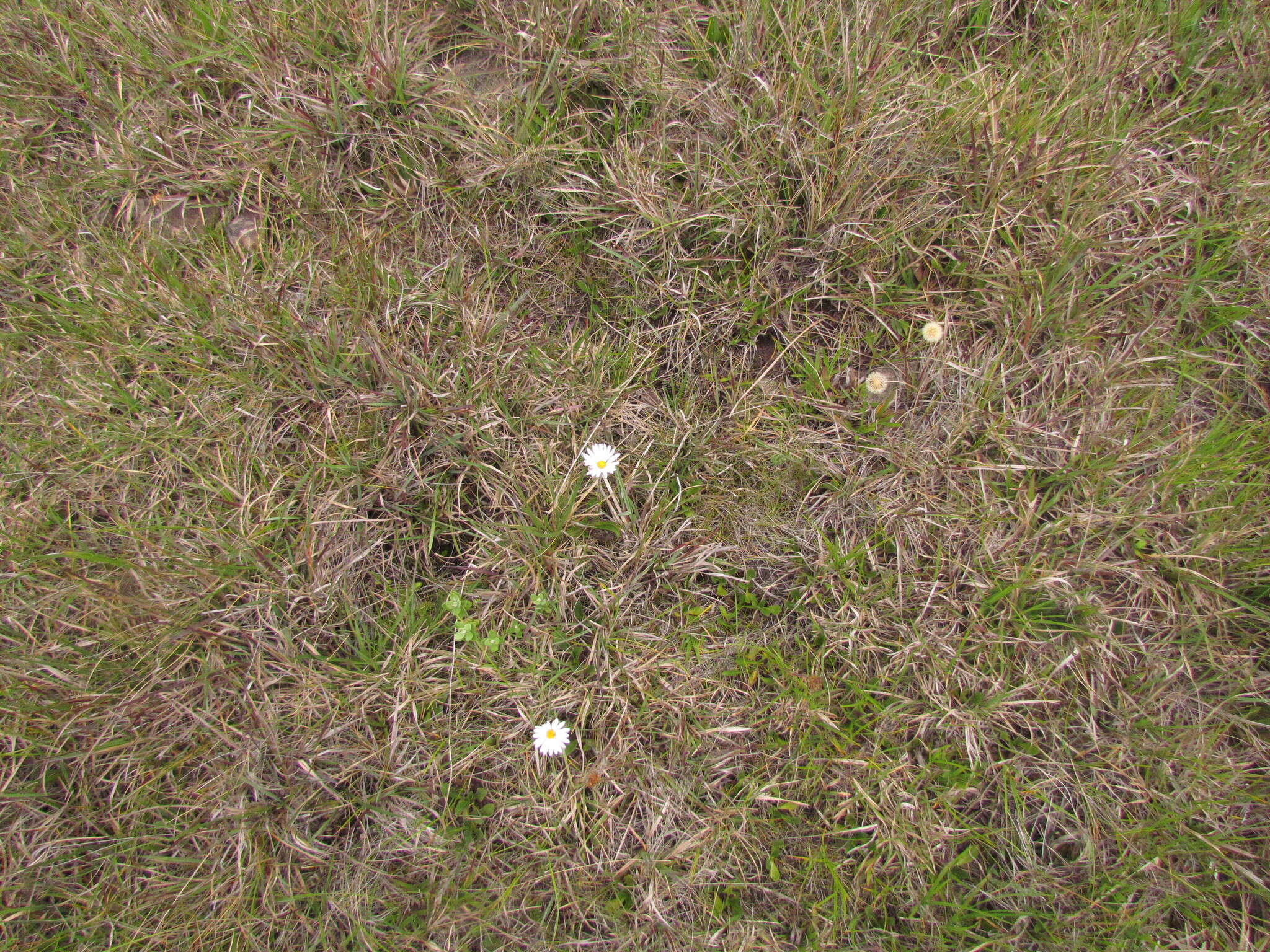 Image of Noticastrum decumbens (Baker) Cuatrec.