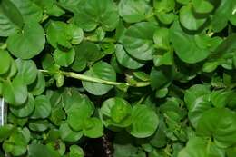 Image of creeping jenny