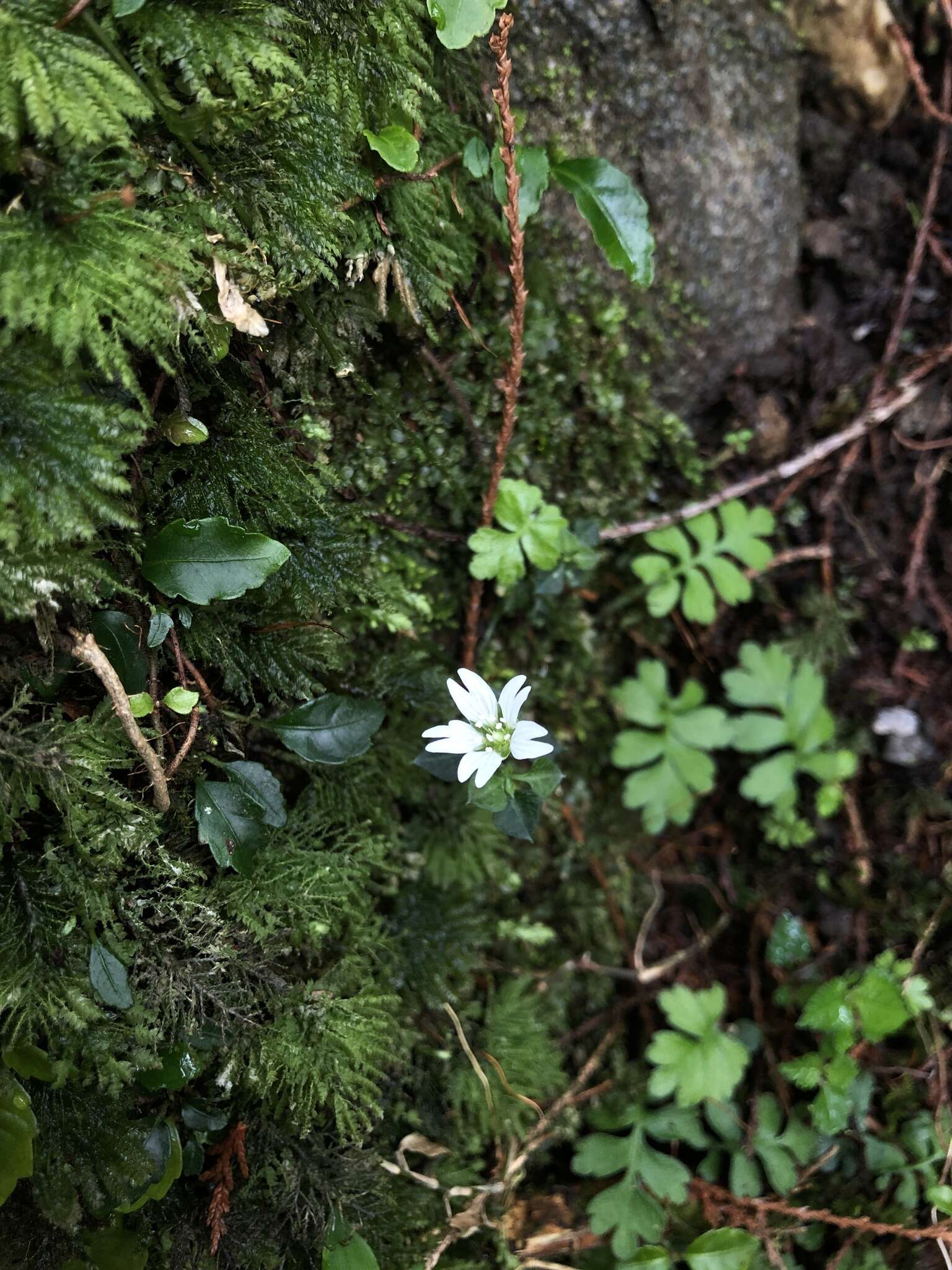 Слика од Nubelaria arisanensis