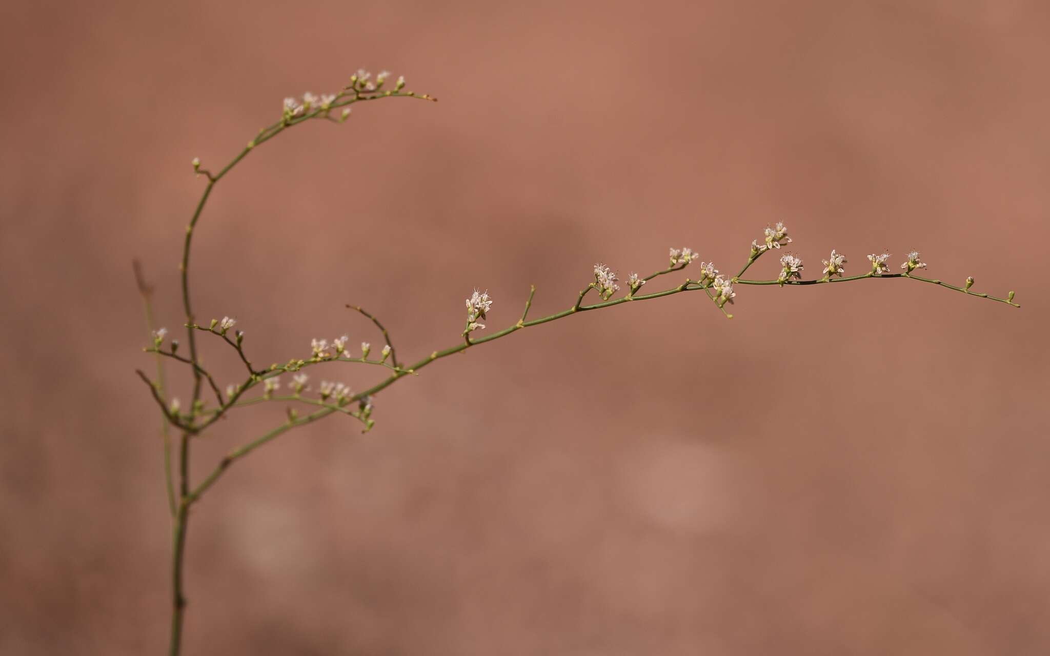 Image of Eriogonum exaltatum M. E. Jones