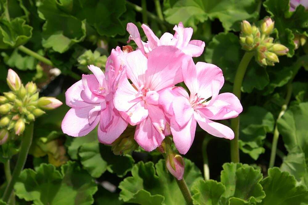 Image of zonal geranium