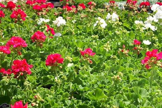 Image of zonal geranium