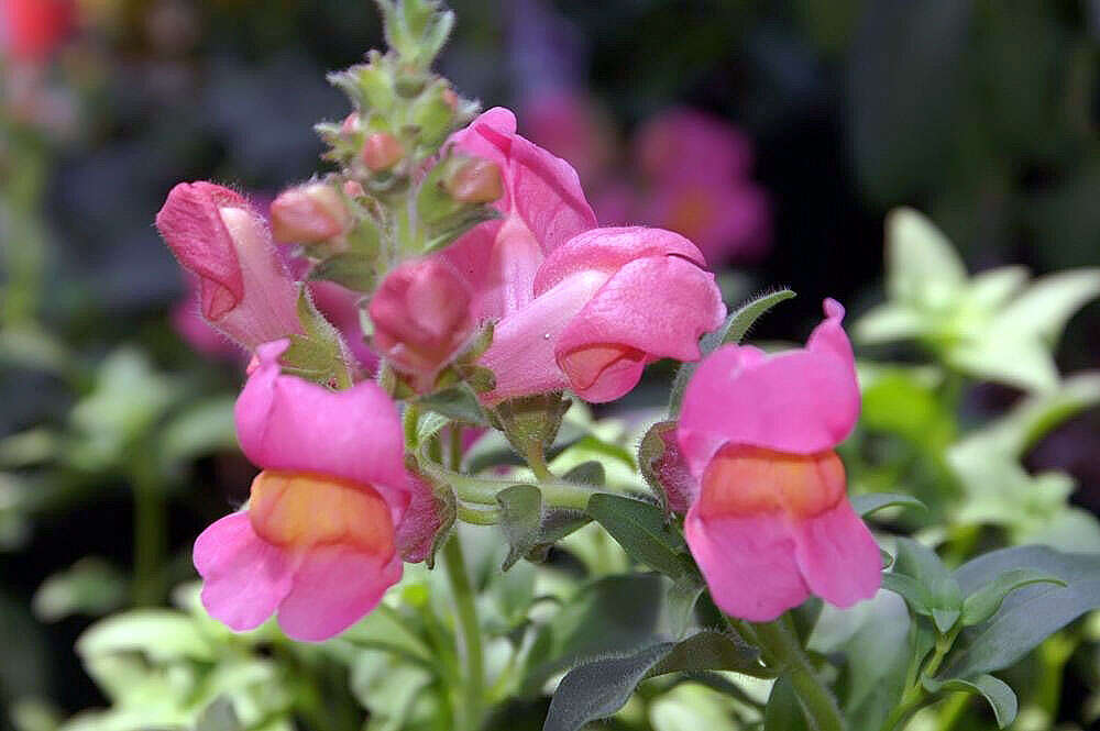 Image of Snap Dragons