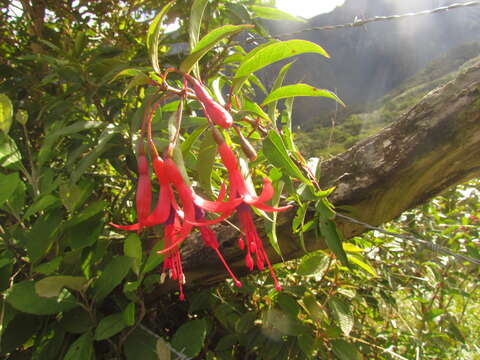 Image of Fuchsia regia subsp. serrae P. E. Berry