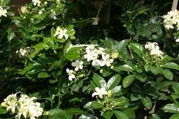 Image of orange jasmine