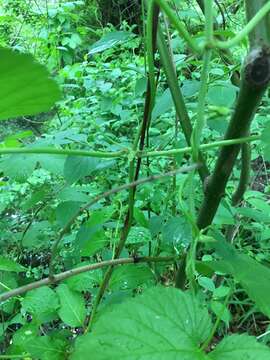 Sivun Ampelopsis heterophylla var. vestita Rehd. kuva