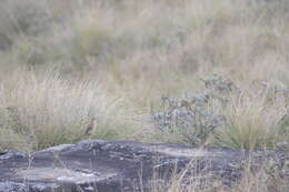 Image of Nilgiri Pipit