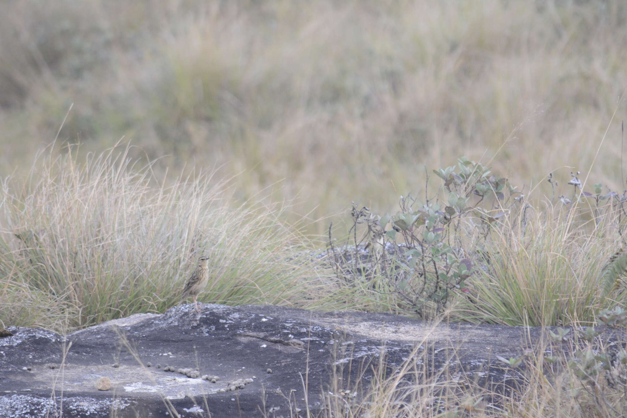 Image of Nilgiri Pipit