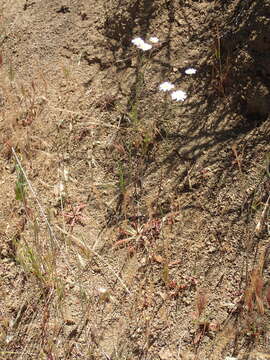 Image of woolly desertdandelion