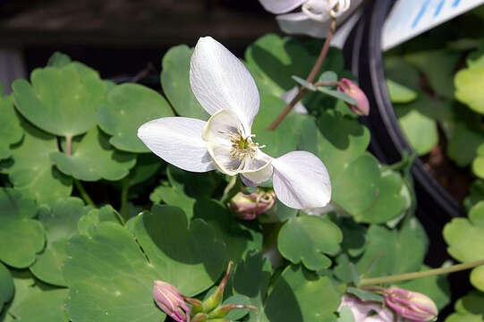 Image of fan columbine