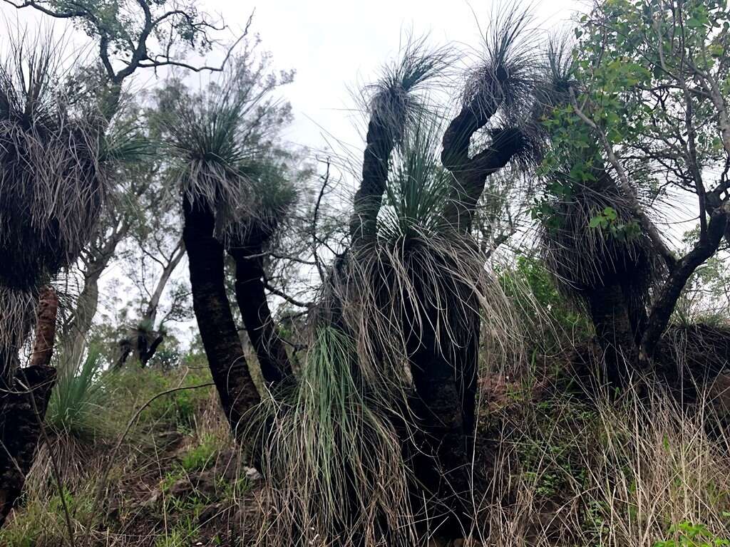 Image of Xanthorrhoea glauca D. J. Bedford