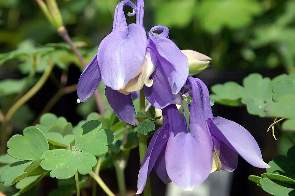 Image of fan columbine