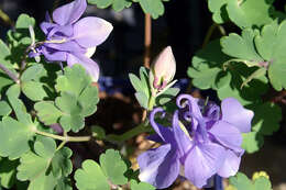 Image of fan columbine