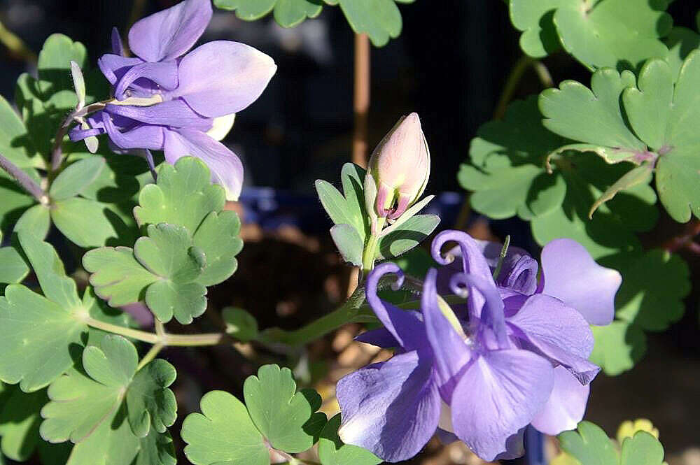 Image of fan columbine