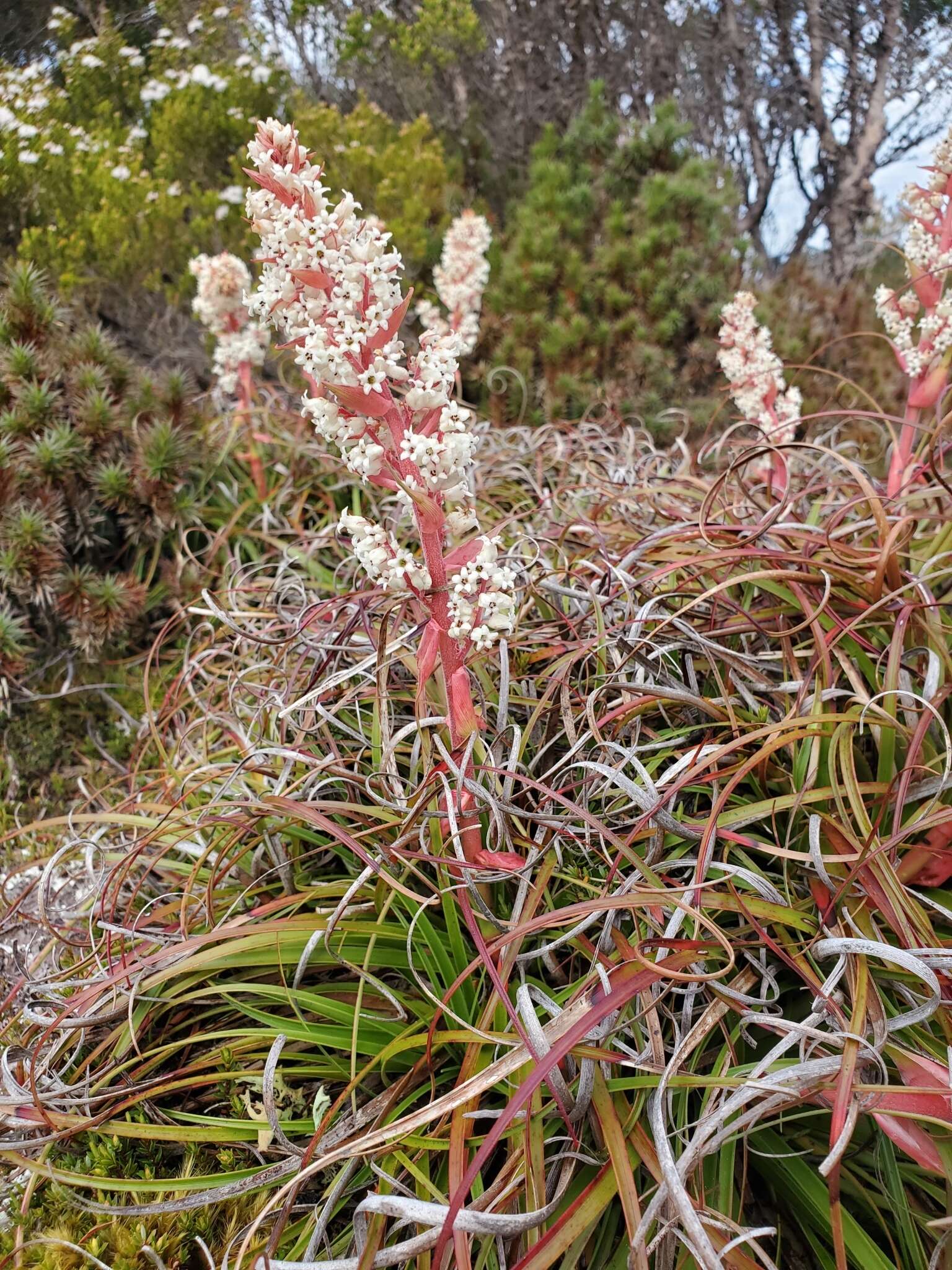 Image of Dracophyllum milliganii Hook.