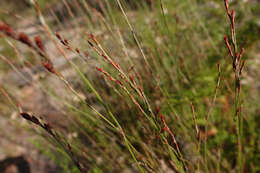 Image of Apodasmia brownii (Hook. fil.) B. G. Briggs & L. A. S. Johnson