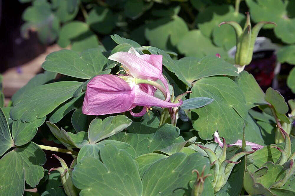 Image of fan columbine