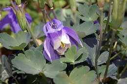 Image of fan columbine