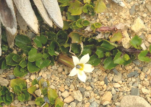 صورة Lobelia macrodon (Hook. fil.) Lammers