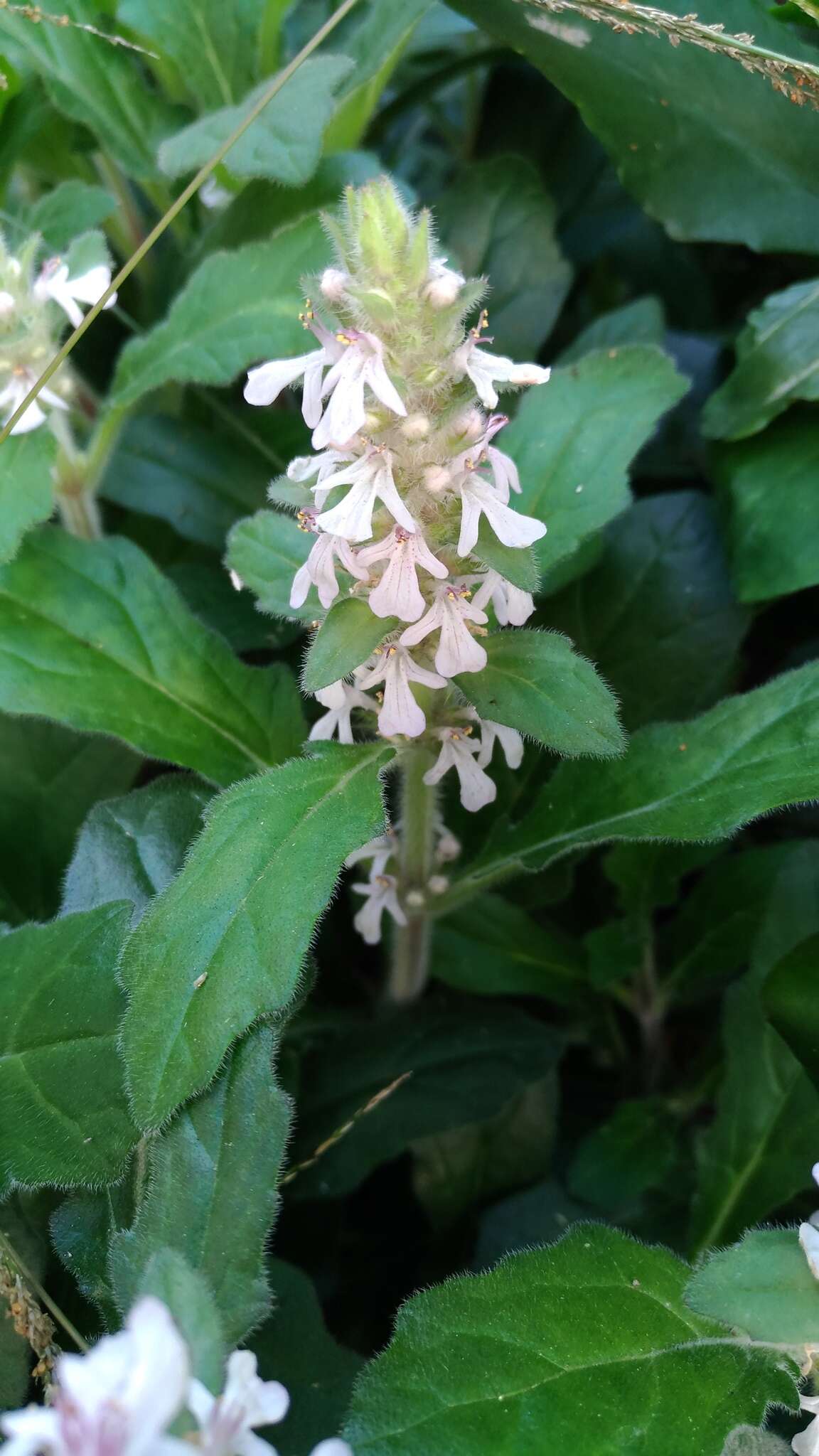 Image of Ajuga nipponensis Makino