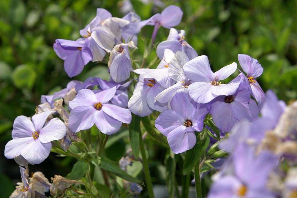 Image of creeping phlox