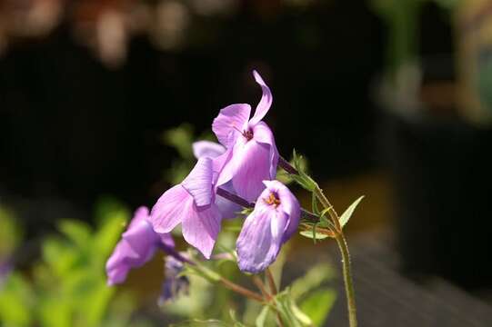 Image of creeping phlox