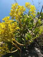 Image of tree stonecrop