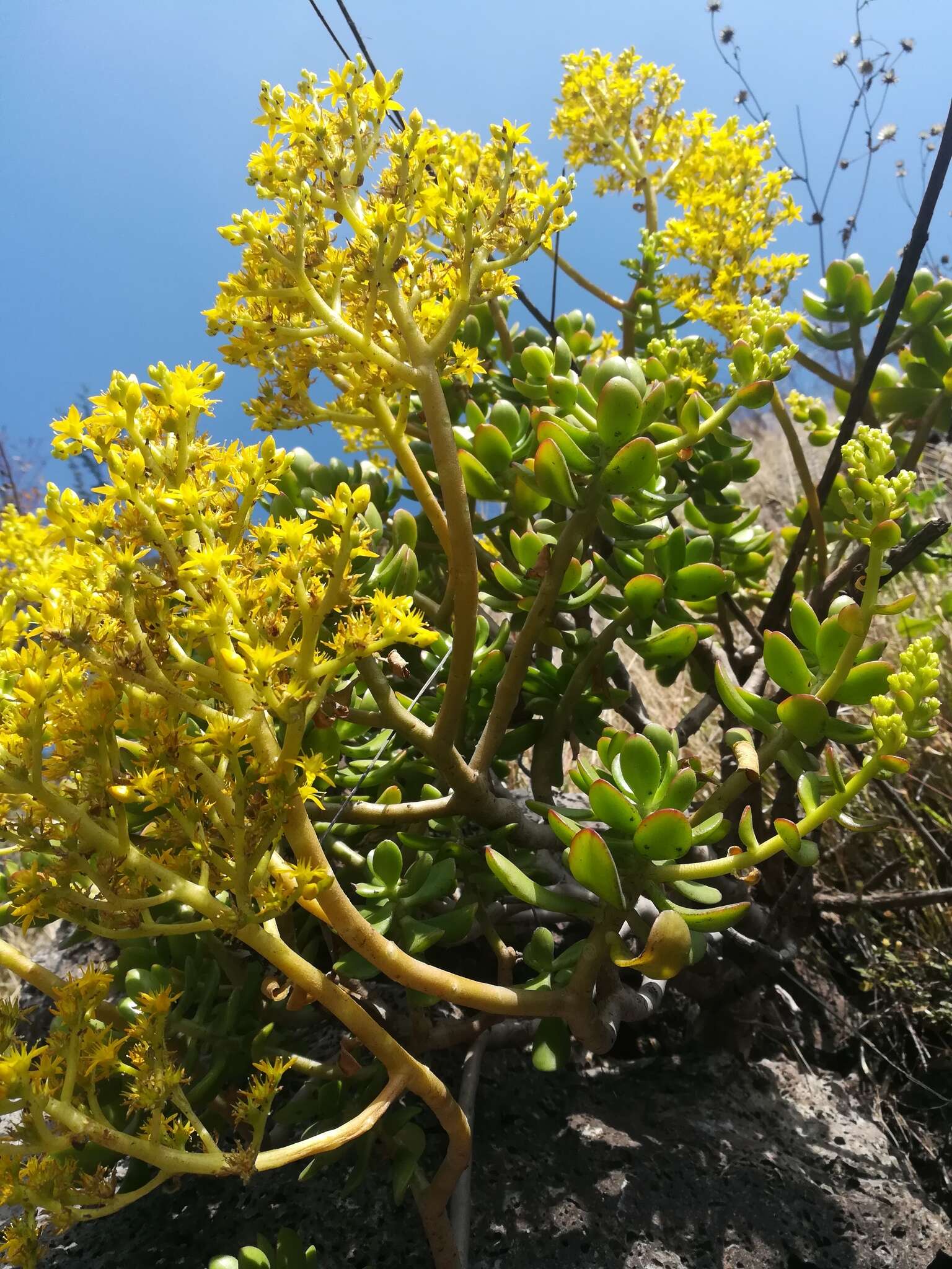 Image of tree stonecrop