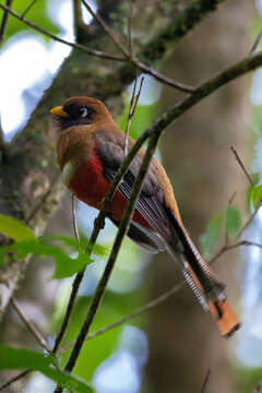 Image of Masked Trogon