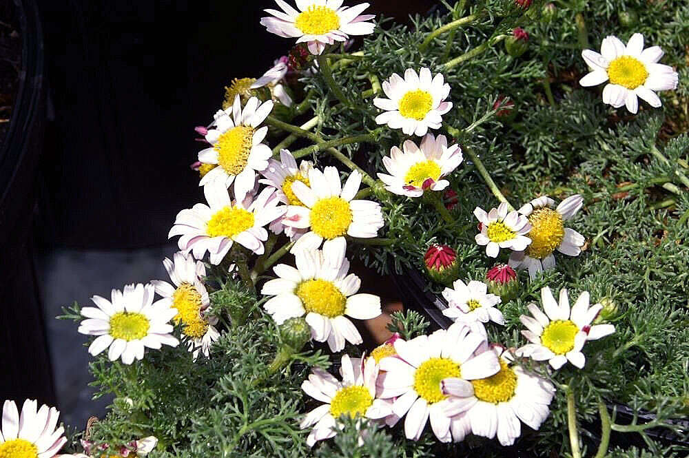 Image of Atlas Daisy