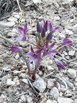 Image of darkred onion