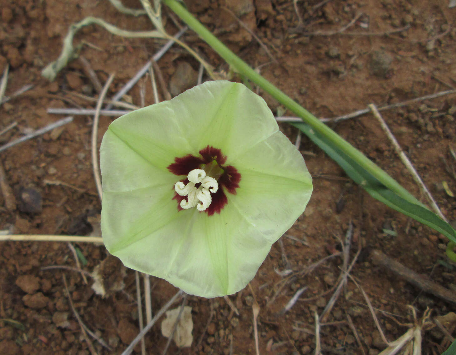 Image of Morning-glory