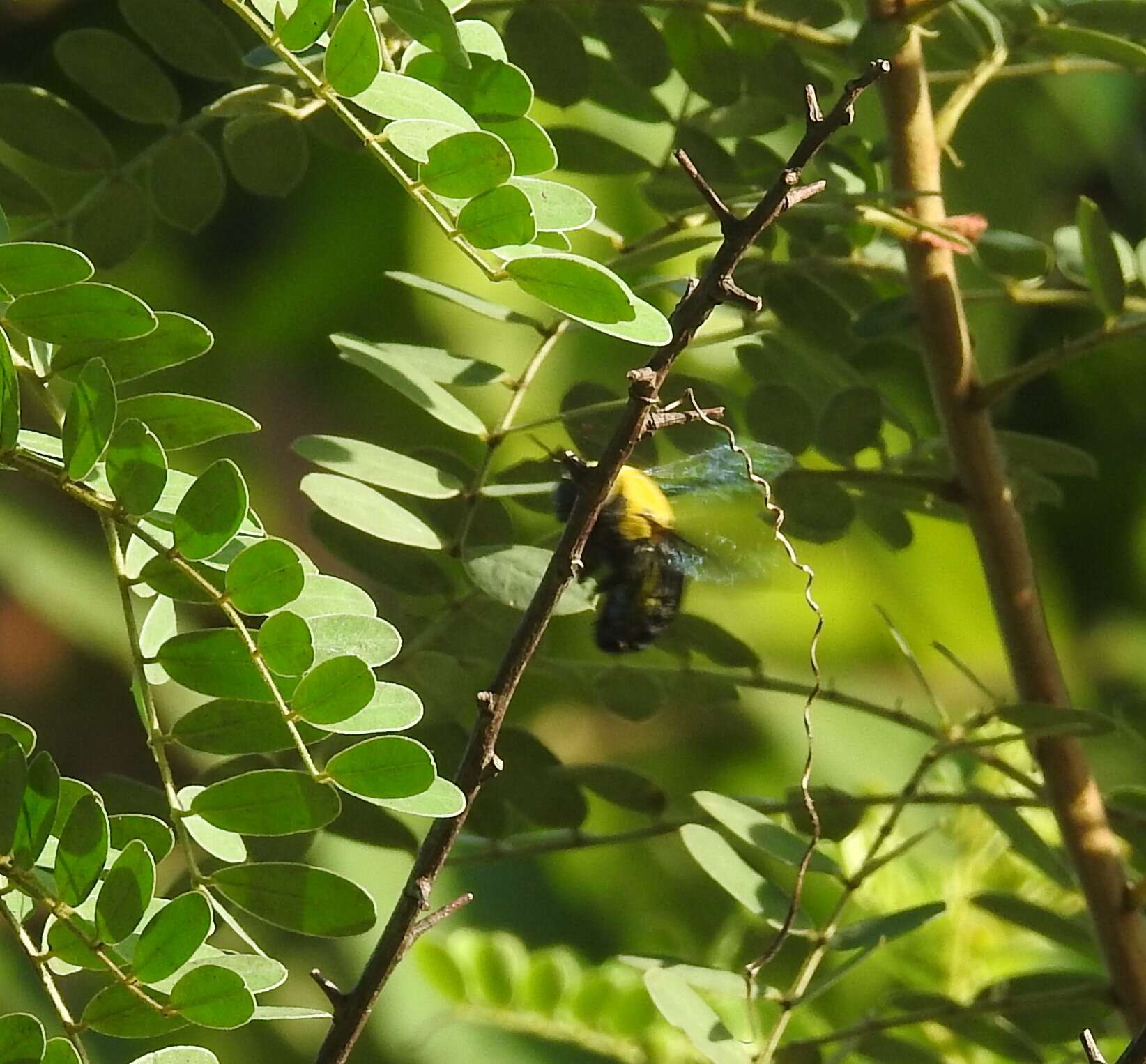 Plancia ëd Xylocopa ruficornis Fabricius 1804