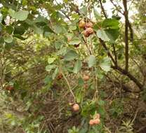 Image of Rhoicissus tridentata subsp. cuneifolia (Eckl. & Zeyh.) N. R. Urton