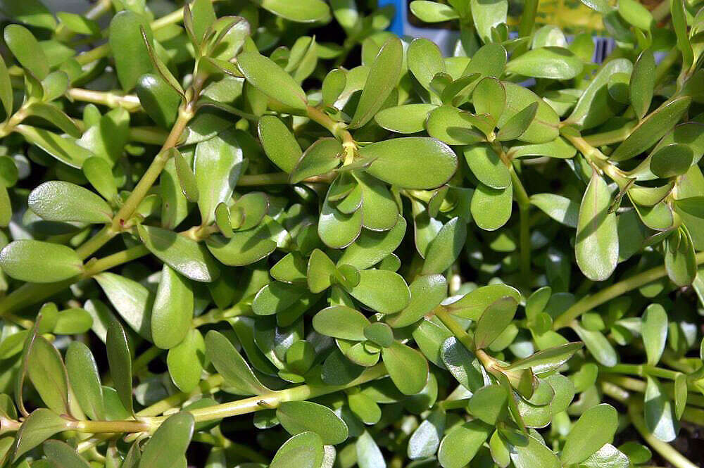 Image of blue waterhyssop