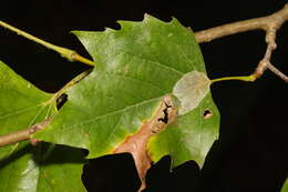 Phyllonorycter platani (Staudinger 1870) resmi