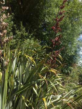 Image of New Zealand flax